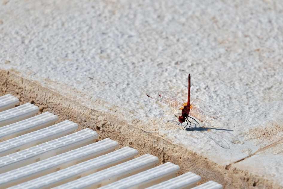 Aplicativos Android infectados com spyware norte-coreano são encontrados no Google Play